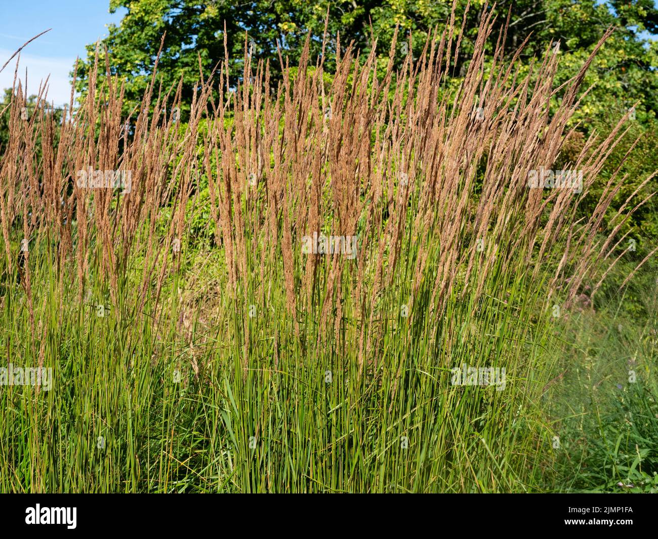 Brown, upright flowering panicles of the hardy reed feather grass, Calamagrostis x acutiflora 'Karl Foerster' Stock Photo