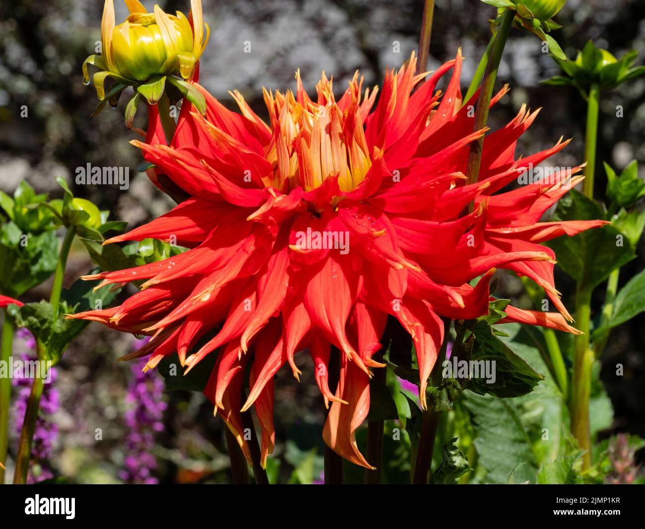 Large, colourful red and yellow flower of the cactus dahlia, Dahlia 'Show and Tell' Stock Photo