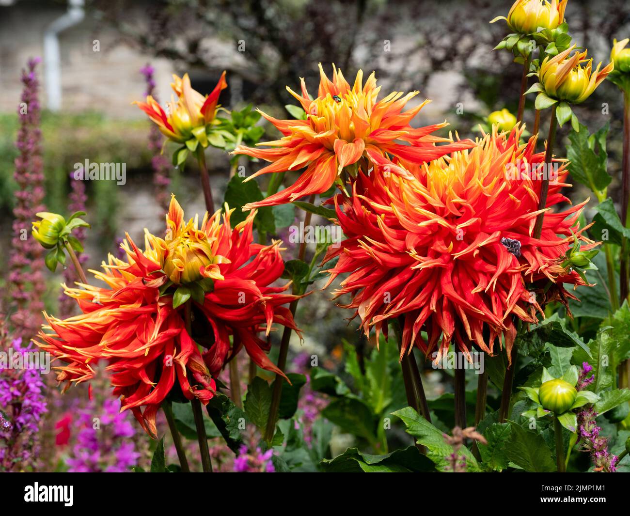 Large, colourful red and yellow flower of the cactus dahlia, Dahlia 'Show and Tell' Stock Photo