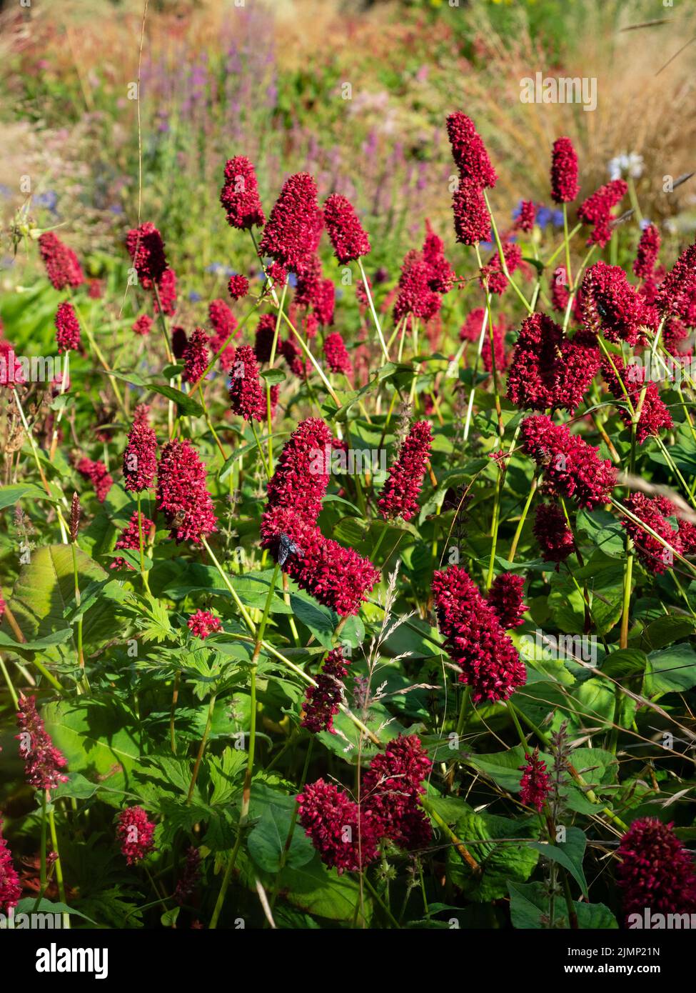 Fat red summer flower heads of the hardy perennial bistort, Persicaria amplexicaulis 'Dikke Floskers' Stock Photo