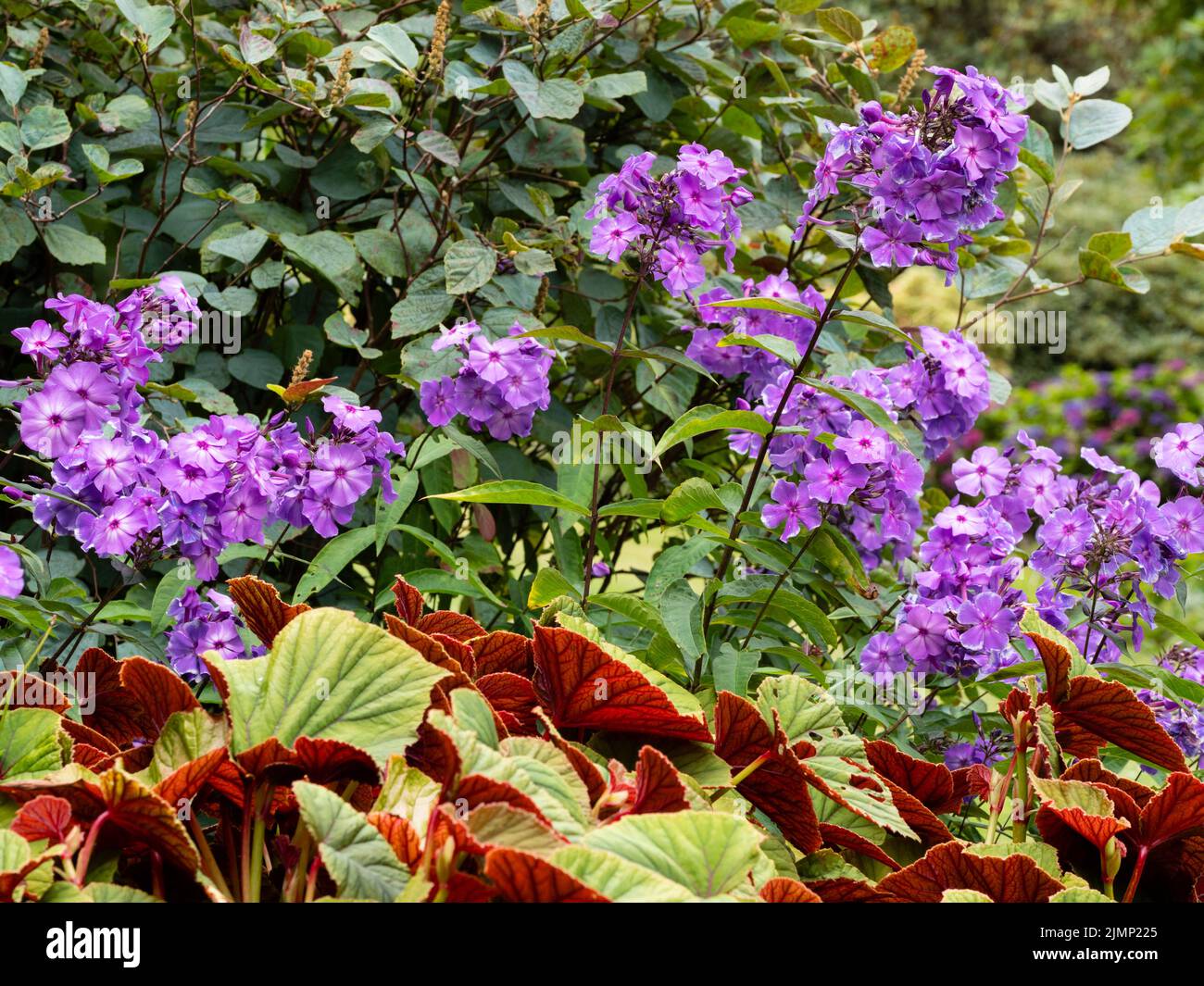 Perennial border combination of the blue flowers of Phlox paniculata 'Blue Paradise' and foliage of Begonia grandis ssp. evansiana 'Claret Jug' Stock Photo