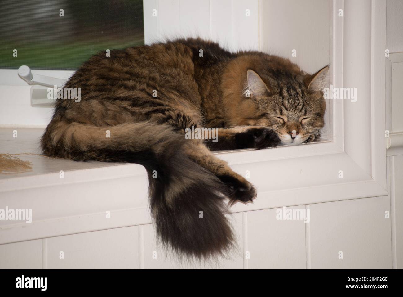 Wookiiee the cat takes a nap in the bay window. Stock Photo