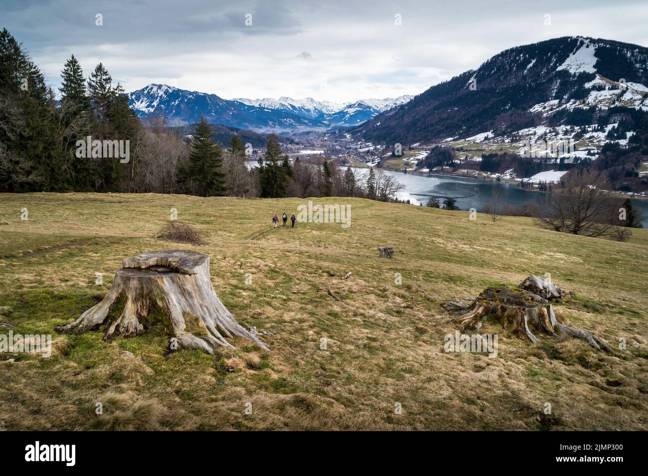 A scenic view of tree stumps with a lake and mountains in the ...