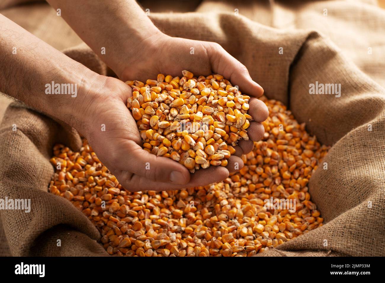 Caucasian male showing maize corns in his hands from over burlap sack Stock Photo