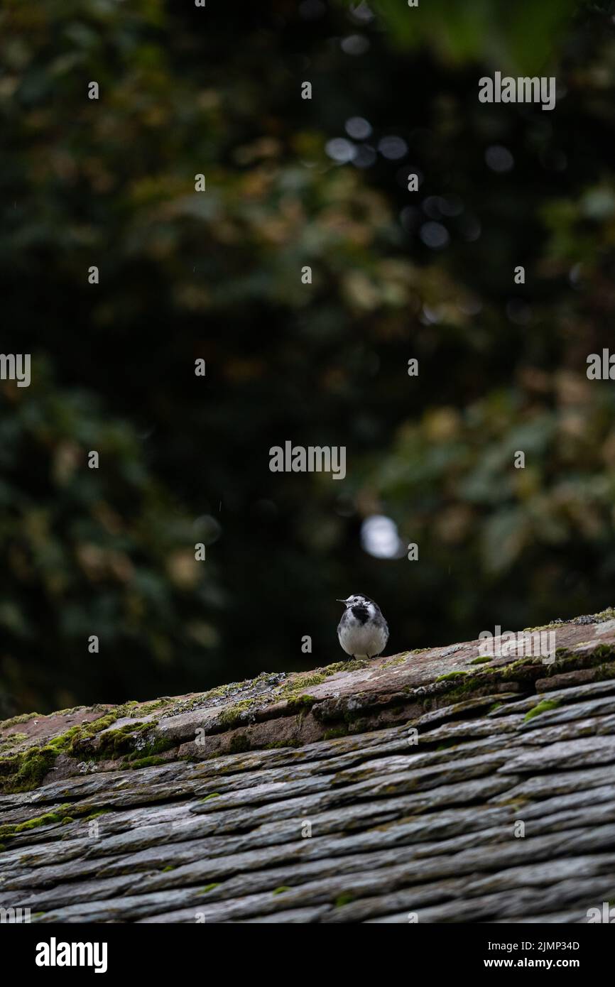 View of English bird on slate roof in Lake District Stock Photo - Alamy