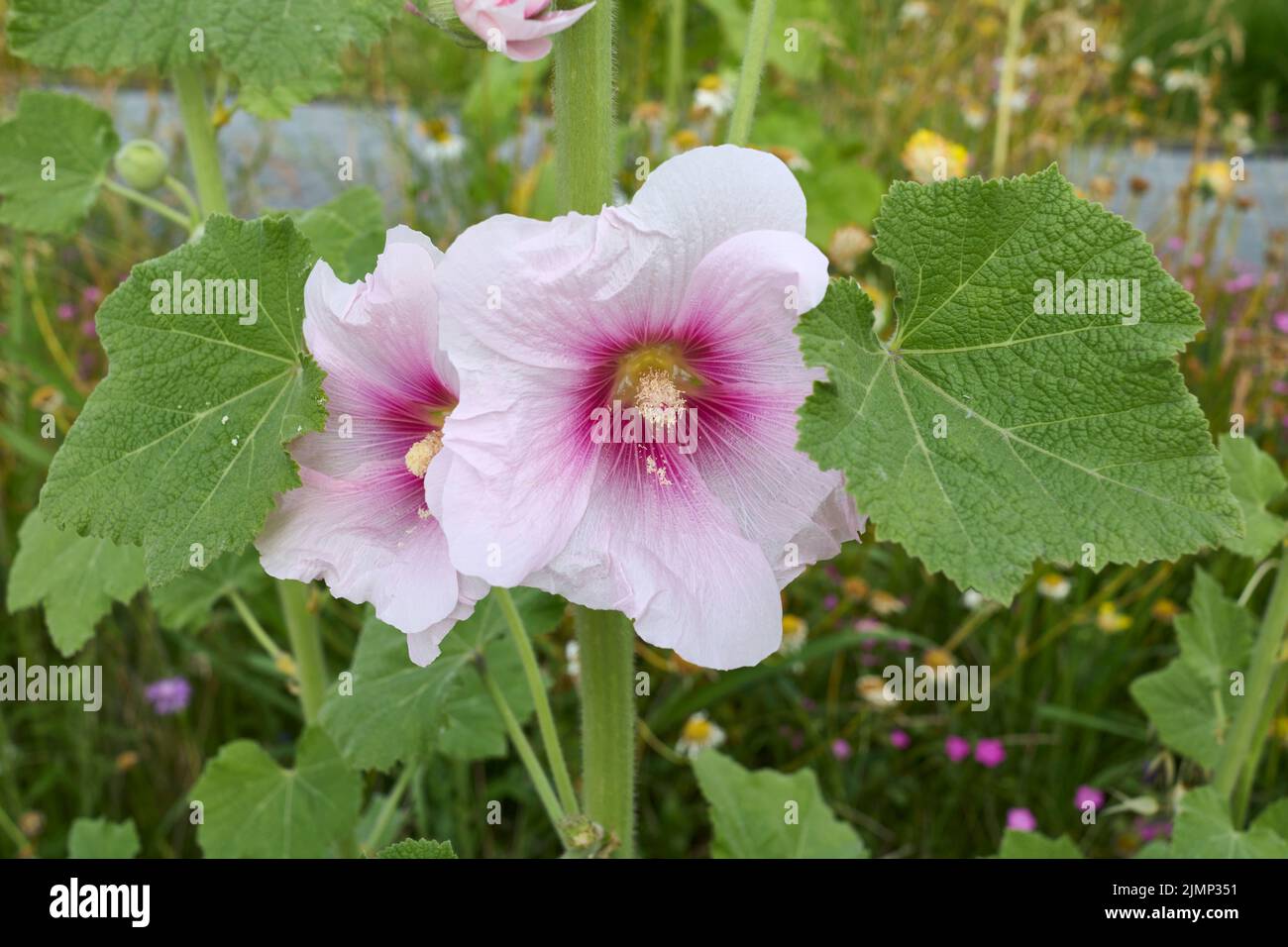 Pink hollyhock flowers althaea rosea hi-res stock photography and ...