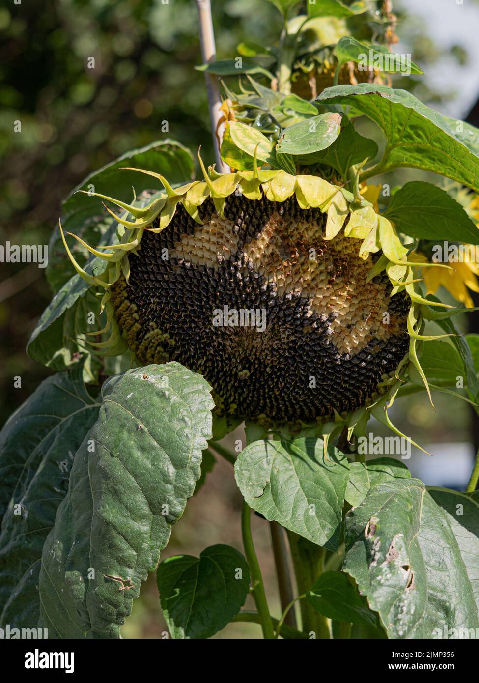 Big sunflower head outdoors in Lake District Stock Photo Alamy