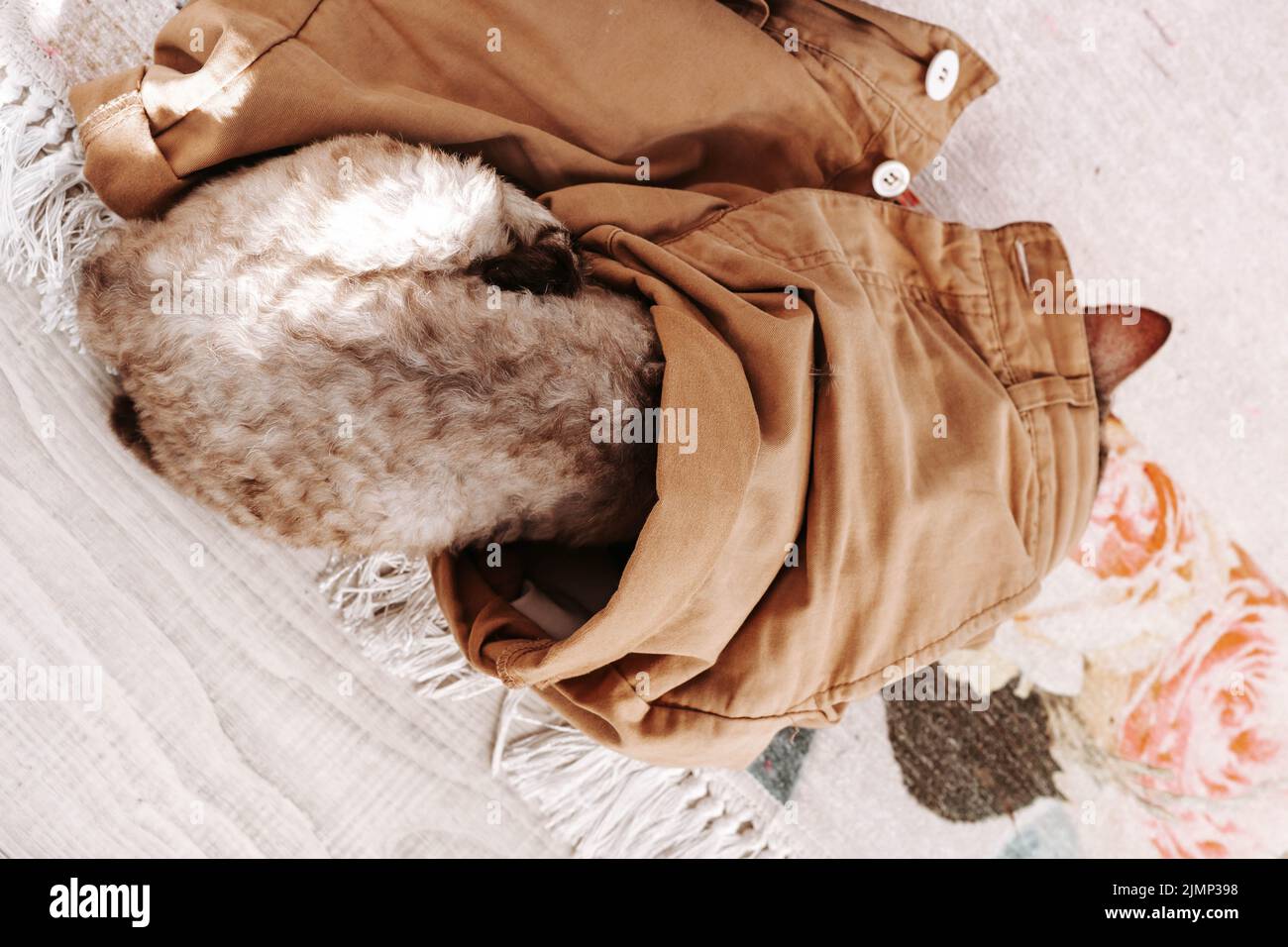 Adorable cat devon rex sleeping. Stock Photo
