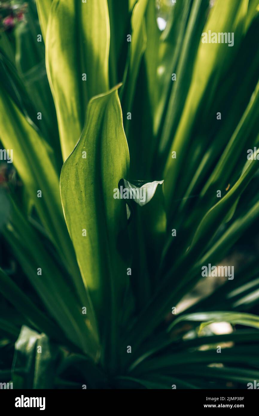 Beautiful green plants Stock Photo Alamy