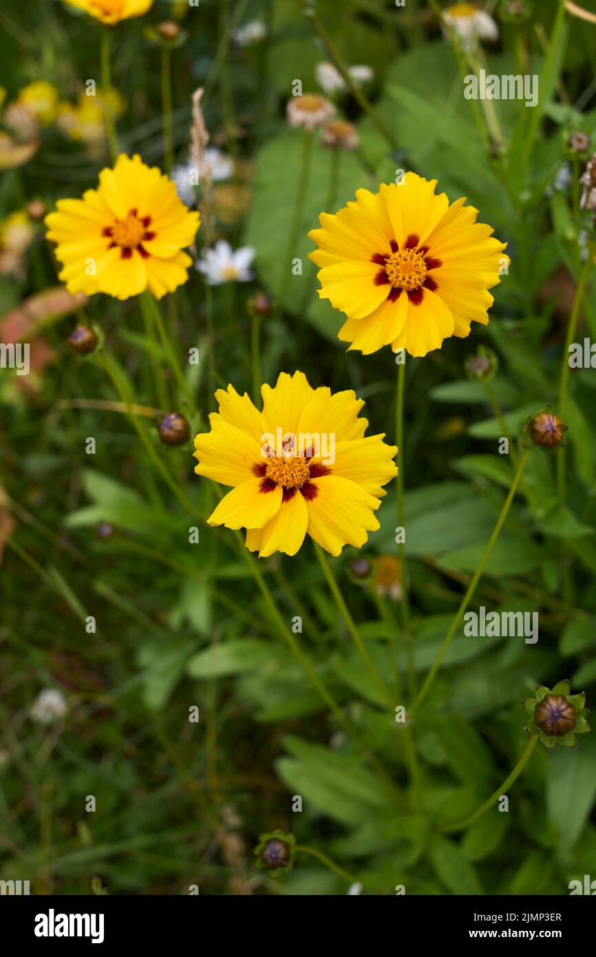Coreopsis grandiflora flower close up Stock Photo - Alamy