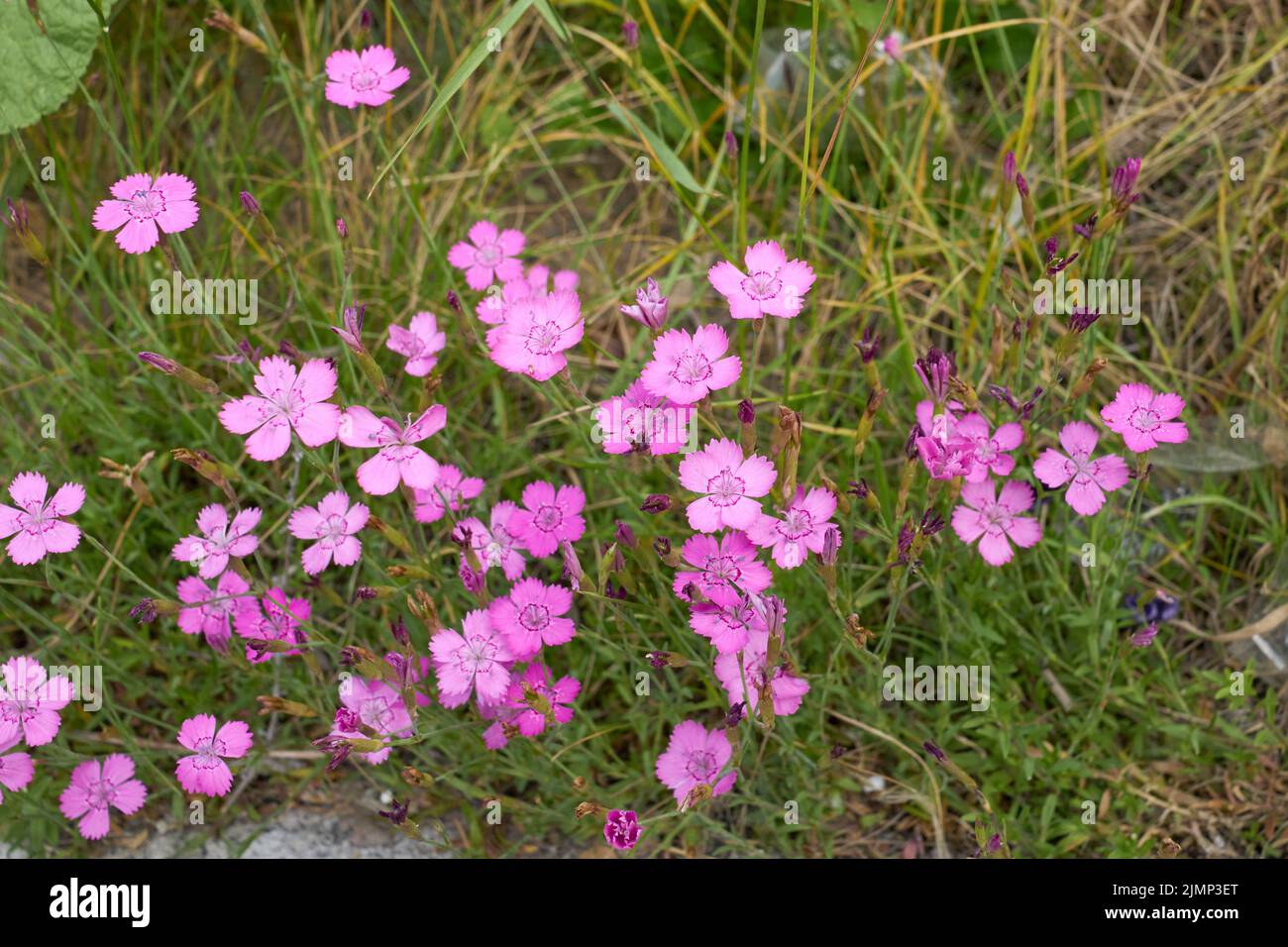 Dianthus deltoides in bloom Stock Photo