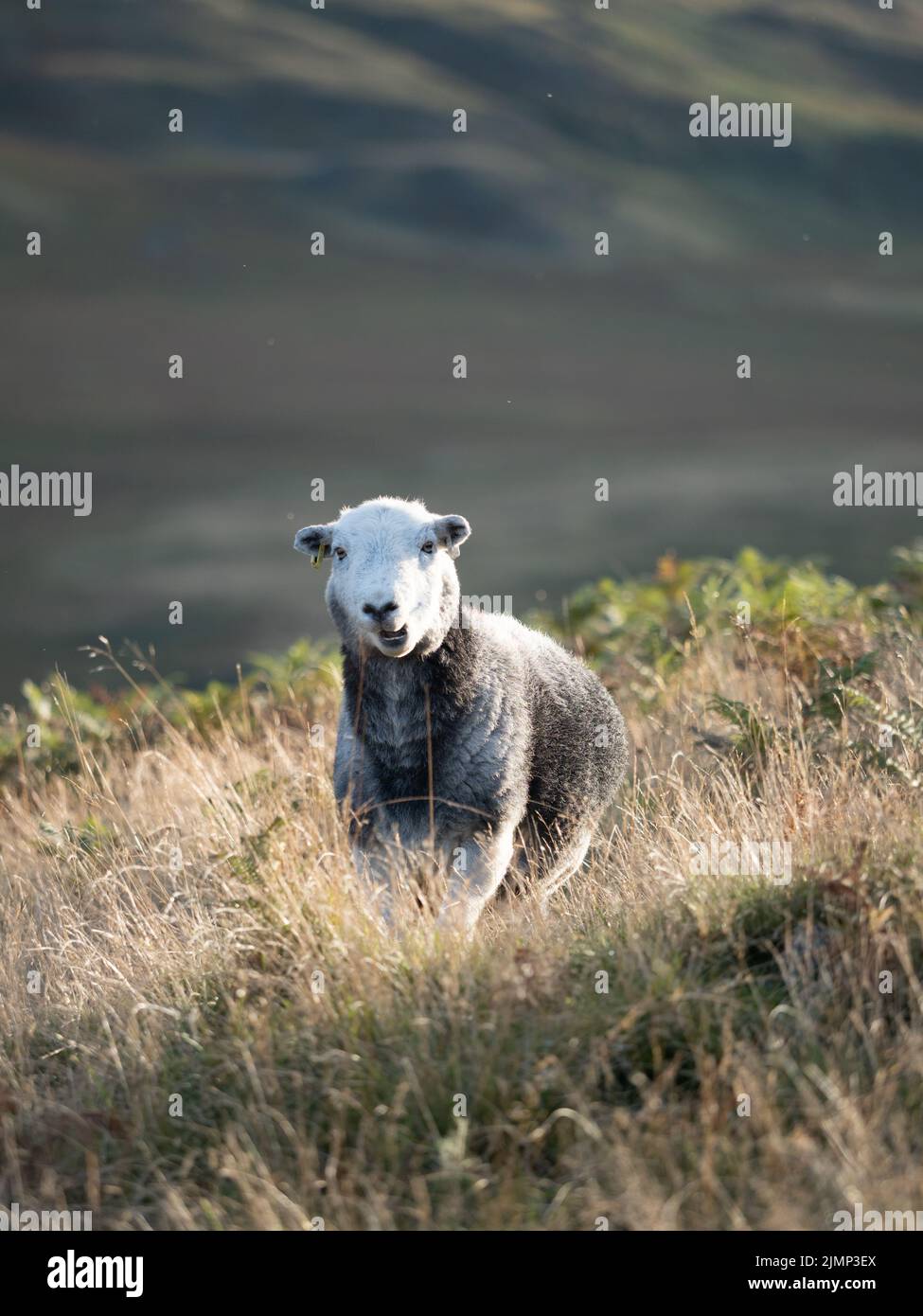 Grey sheep chewing grass up a mountain in the Lake District Stock Photo