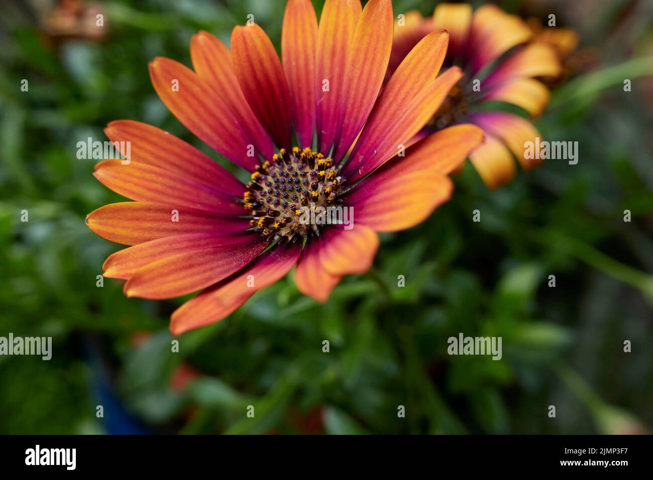Osteospermum x purple sun in bloom Stock Photo - Alamy