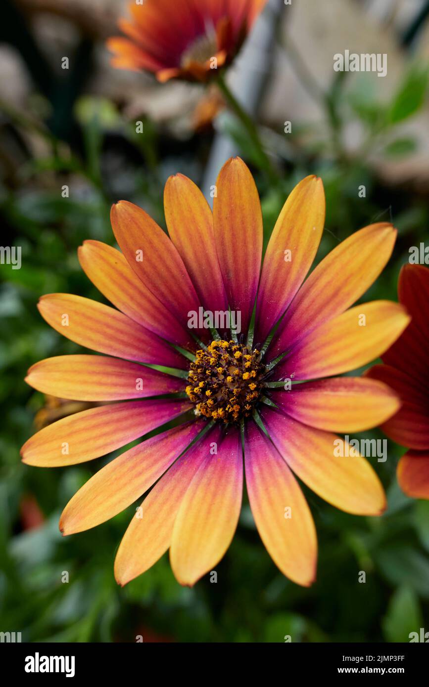 Osteospermum x purple sun in bloom Stock Photo - Alamy