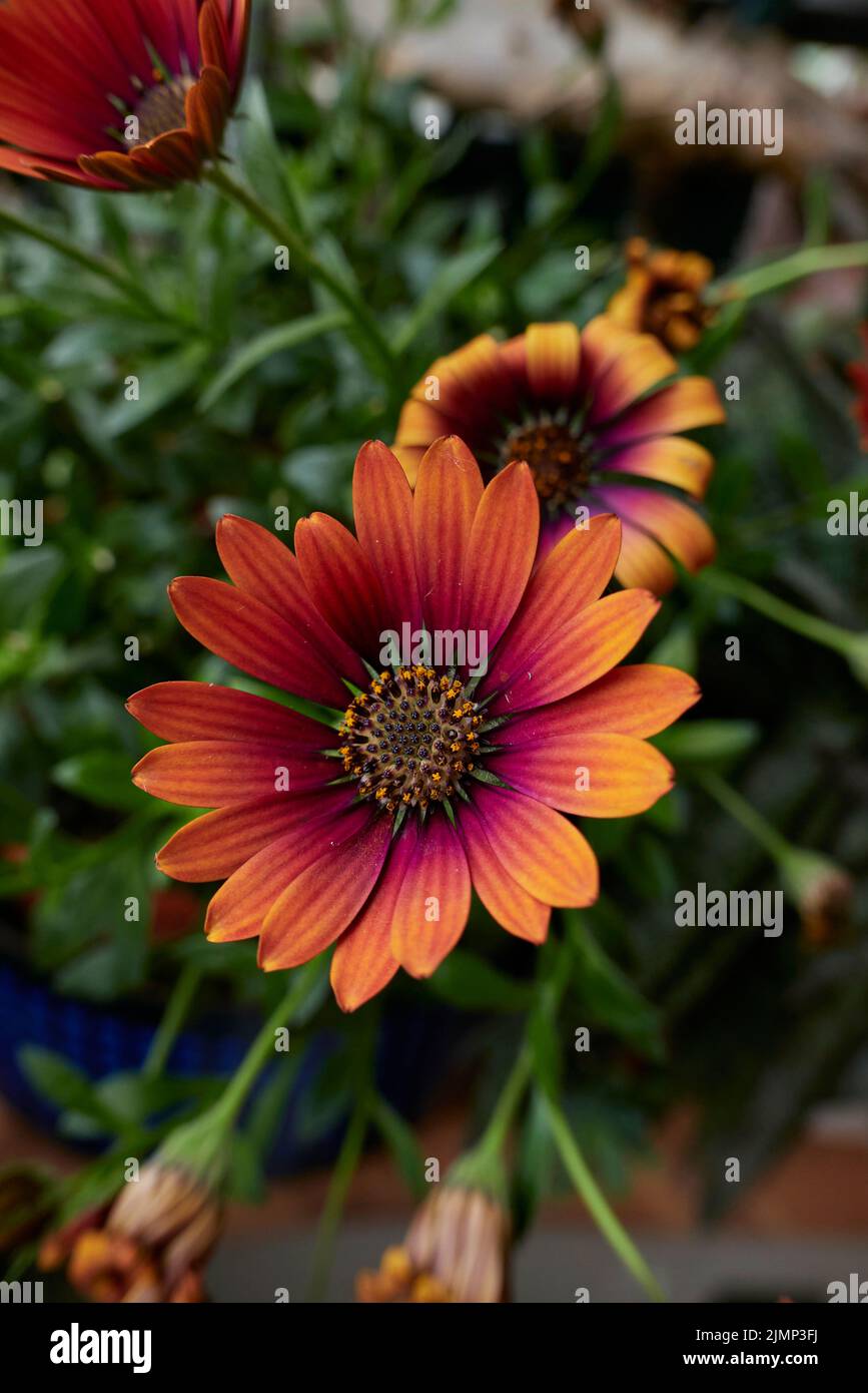 Osteospermum x purple sun in bloom Stock Photo - Alamy