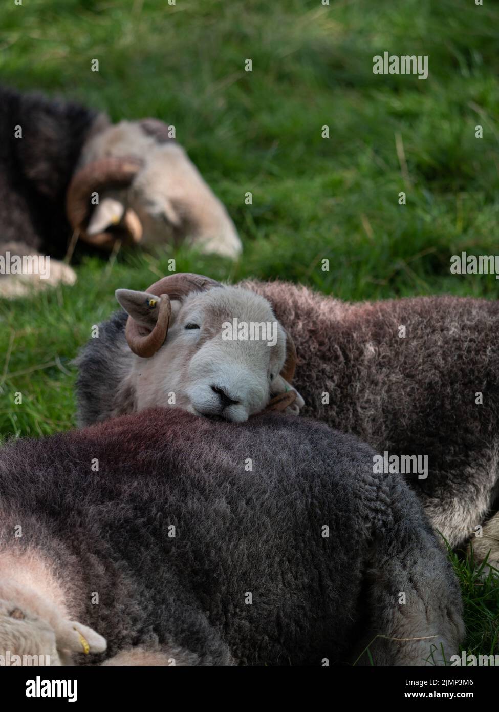 Cuddly grey sheep snuggling, Lake District, UK Stock Photo