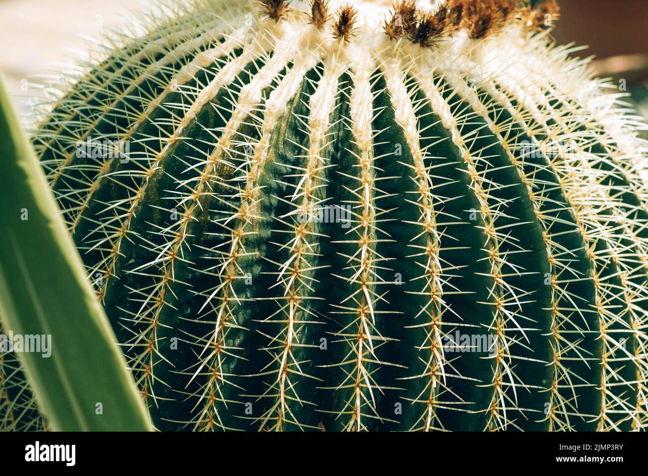 Cactus with round shape - Barel cactus. Stock Photo