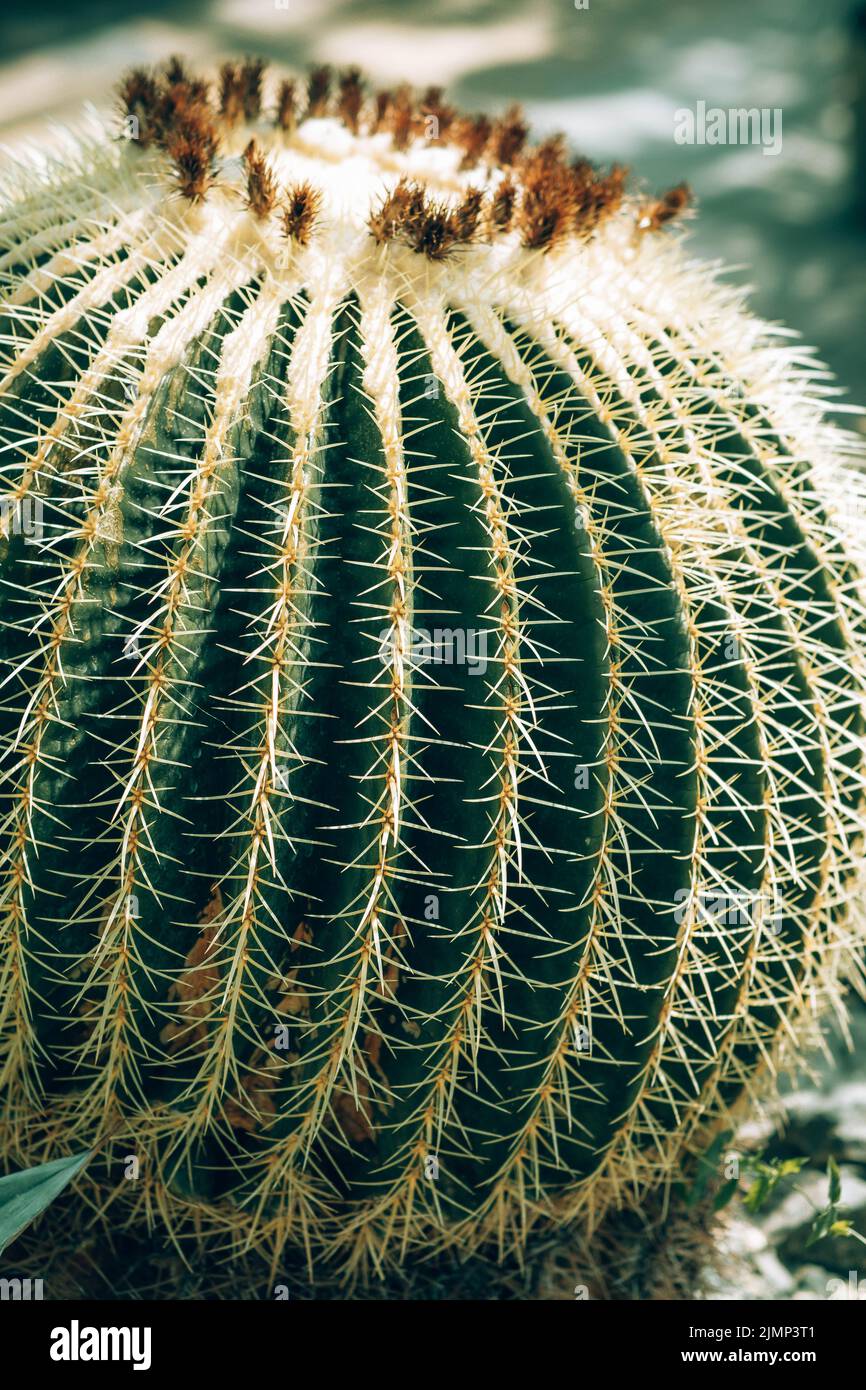 Cactus with round shape - Barel cactus. Stock Photo