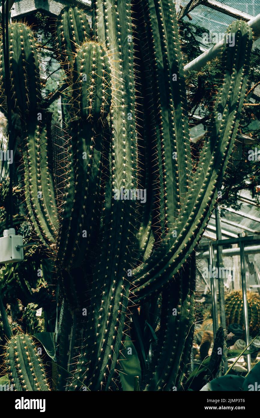 Tall cacti, Cereus repandus, the Peruvian apple cactus, also known as giant club cactus, hedge cactus, cadushi, and kayush. Stock Photo