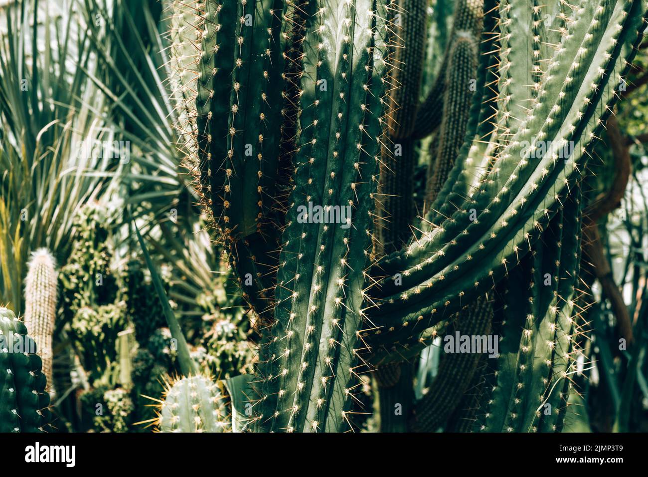 Tall cacti, Cereus repandus, the Peruvian apple cactus, also known as giant club cactus, hedge cactus, cadushi, and kayush. Stock Photo