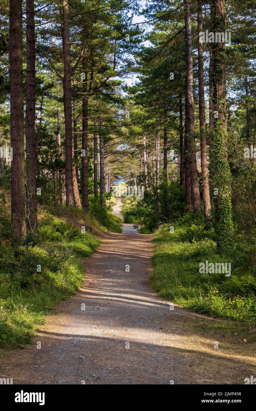 The Wales Coast Path through Newborough Forest towards the Warren, Isle of Anglesey, North Wales Stock Photo