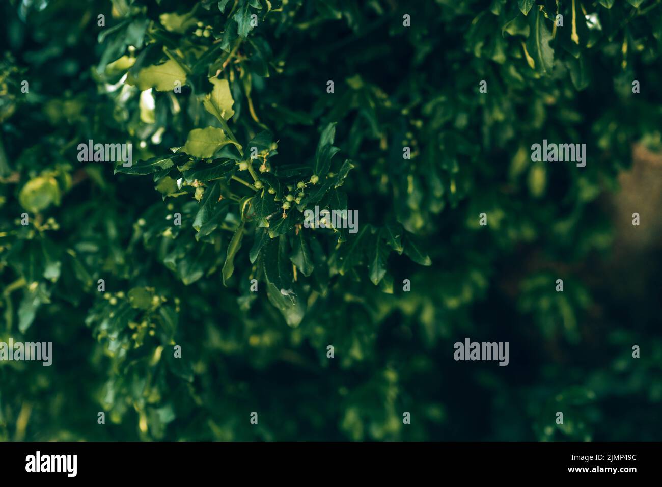 Beautiful green plants Stock Photo Alamy