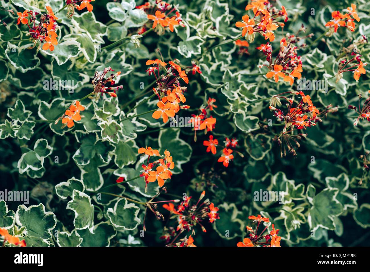 Beautiful green plants Stock Photo Alamy