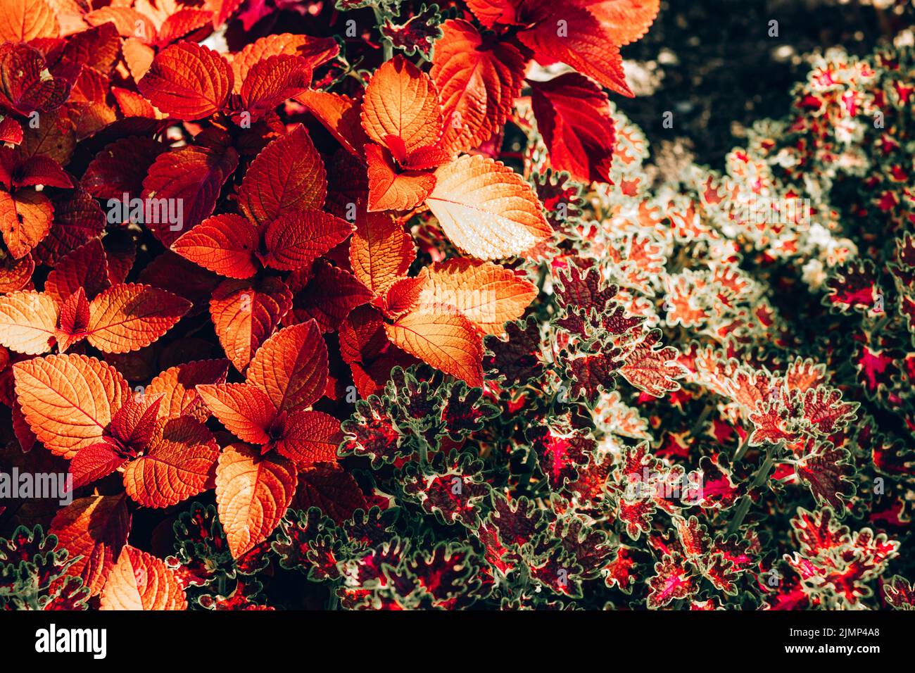 Close-up of burgundy/ red and yellow leaves of solenostemon Scutellarioides Henna, Coleus Henna Stock Photo