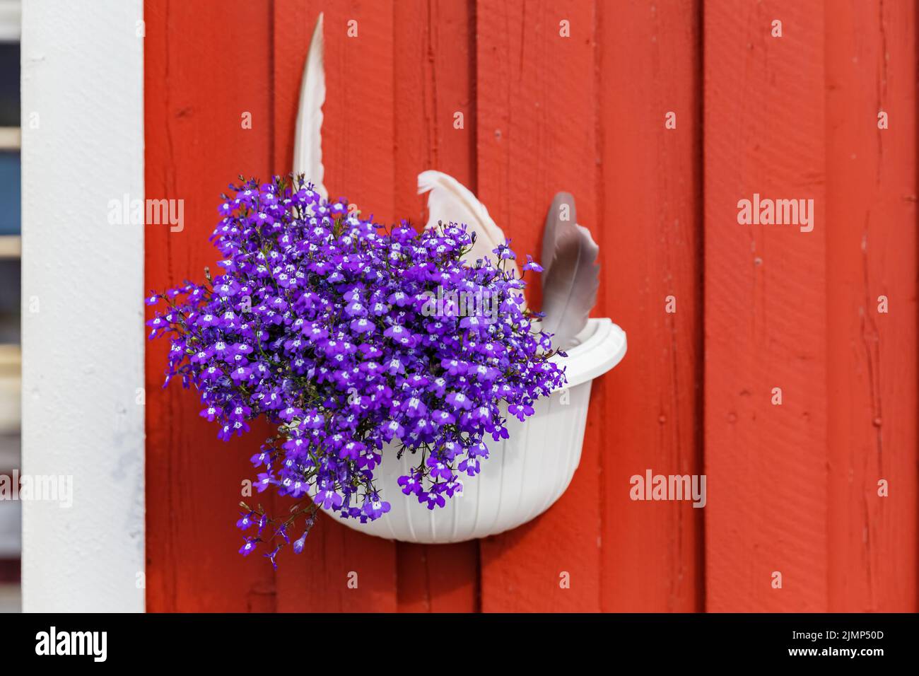 A pot with a fluffy purple flower hanging on a wall of red house Stock