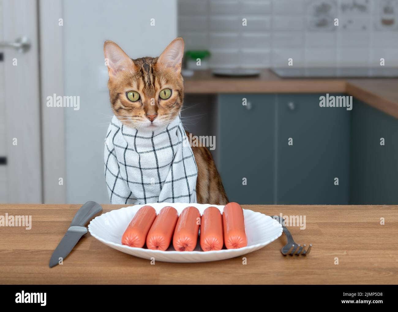Bengal cat in a napkin around his neck eats sausages from a plate Stock