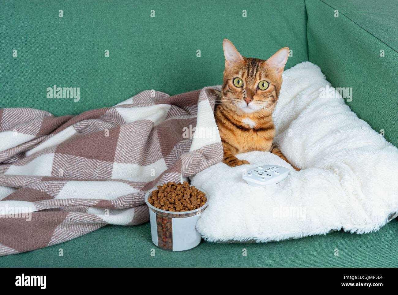 A domestic cat relaxes in front of the TV with a glass of dry food and a TV remote control Stock Photo