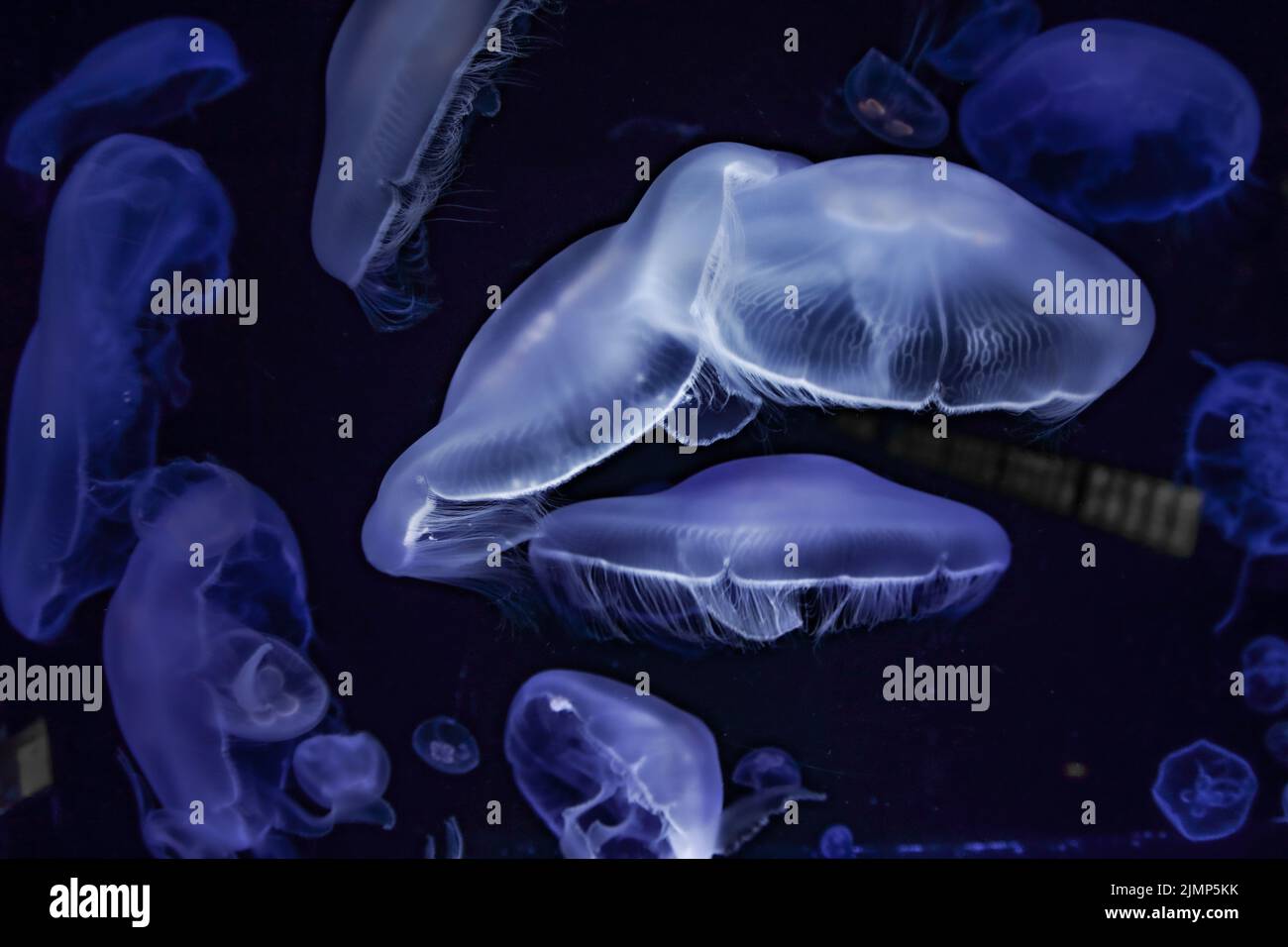Image of the beautiful transparent jellyfish Stock Photo