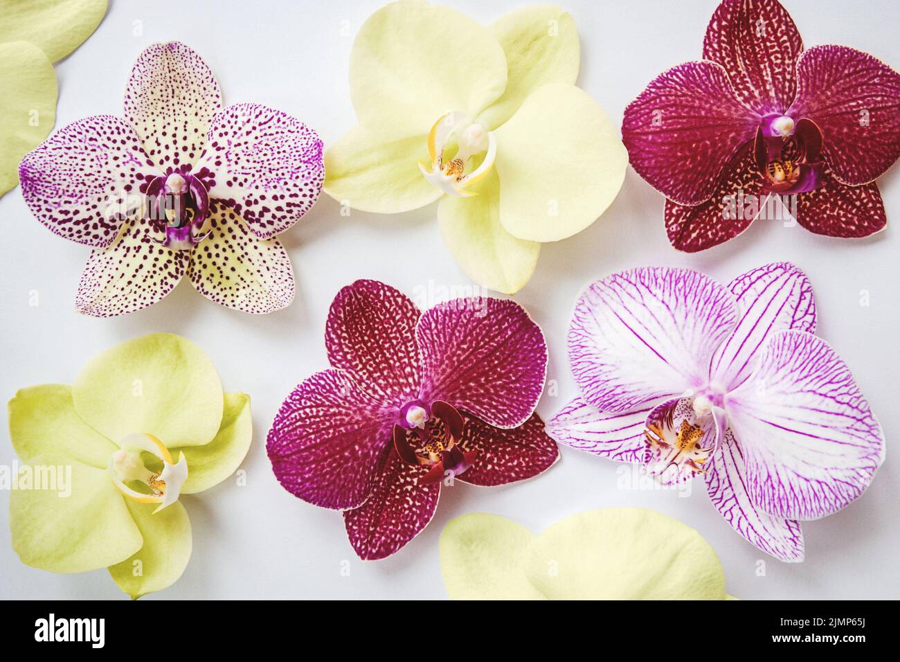 Orchid flowers flat lay, floral background made of multicolored moth orchids Stock Photo
