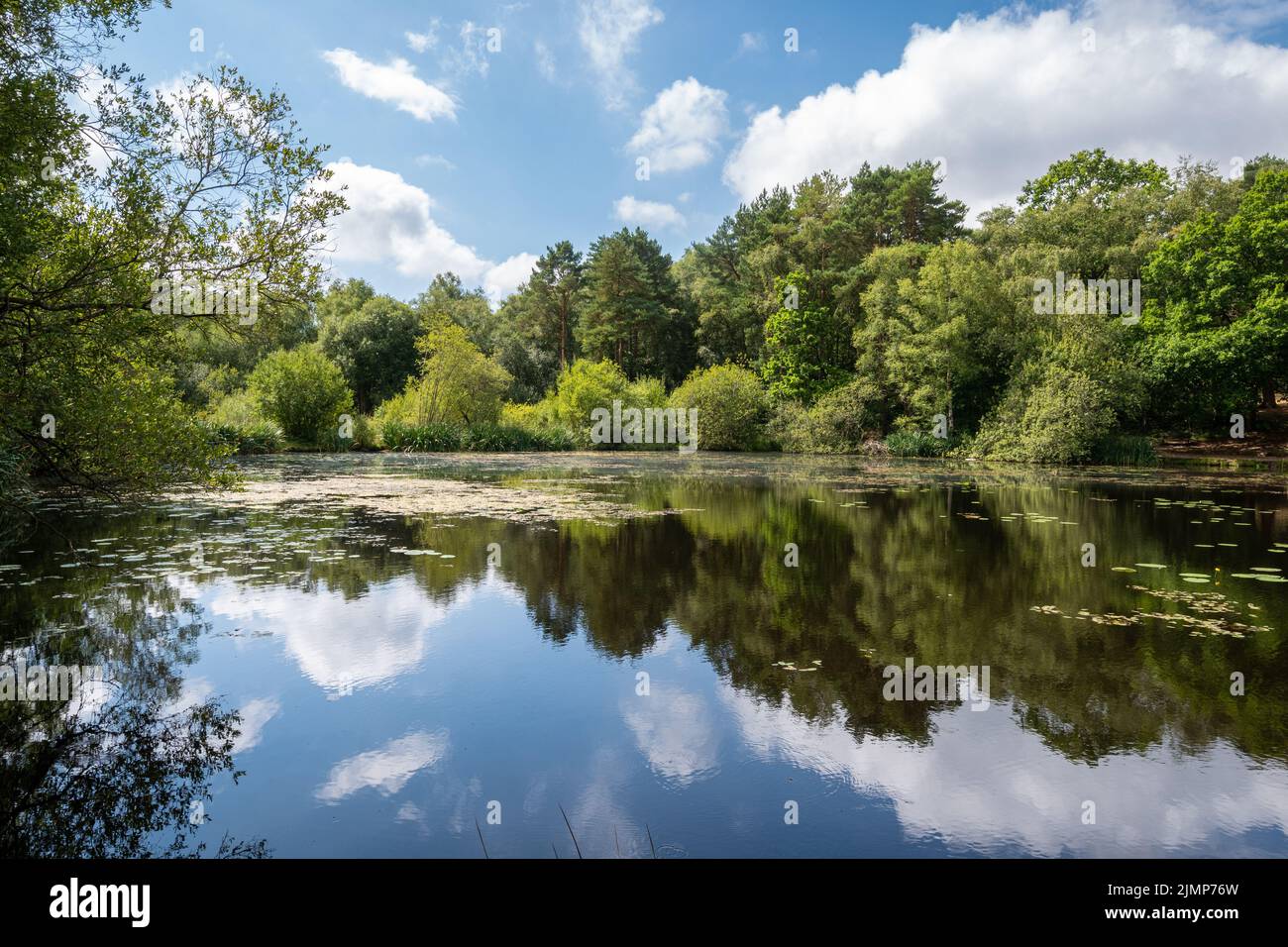 Wyndham's Pond on Yateley Common on a summer day, Hampshire, England, UK Stock Photo