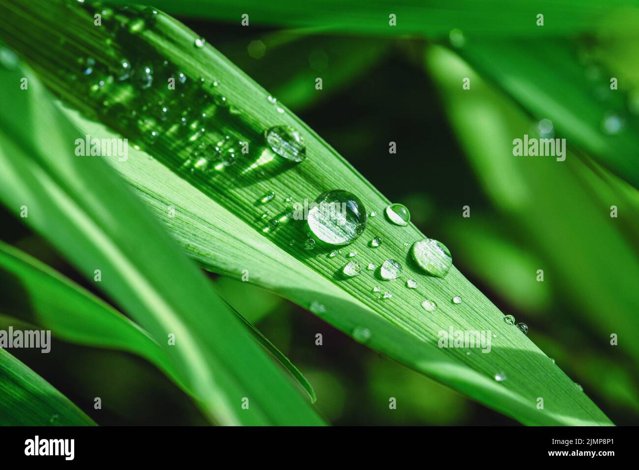 Beads of dewdrops on green grass in sunlight, macro nature backgrounds Stock Photo