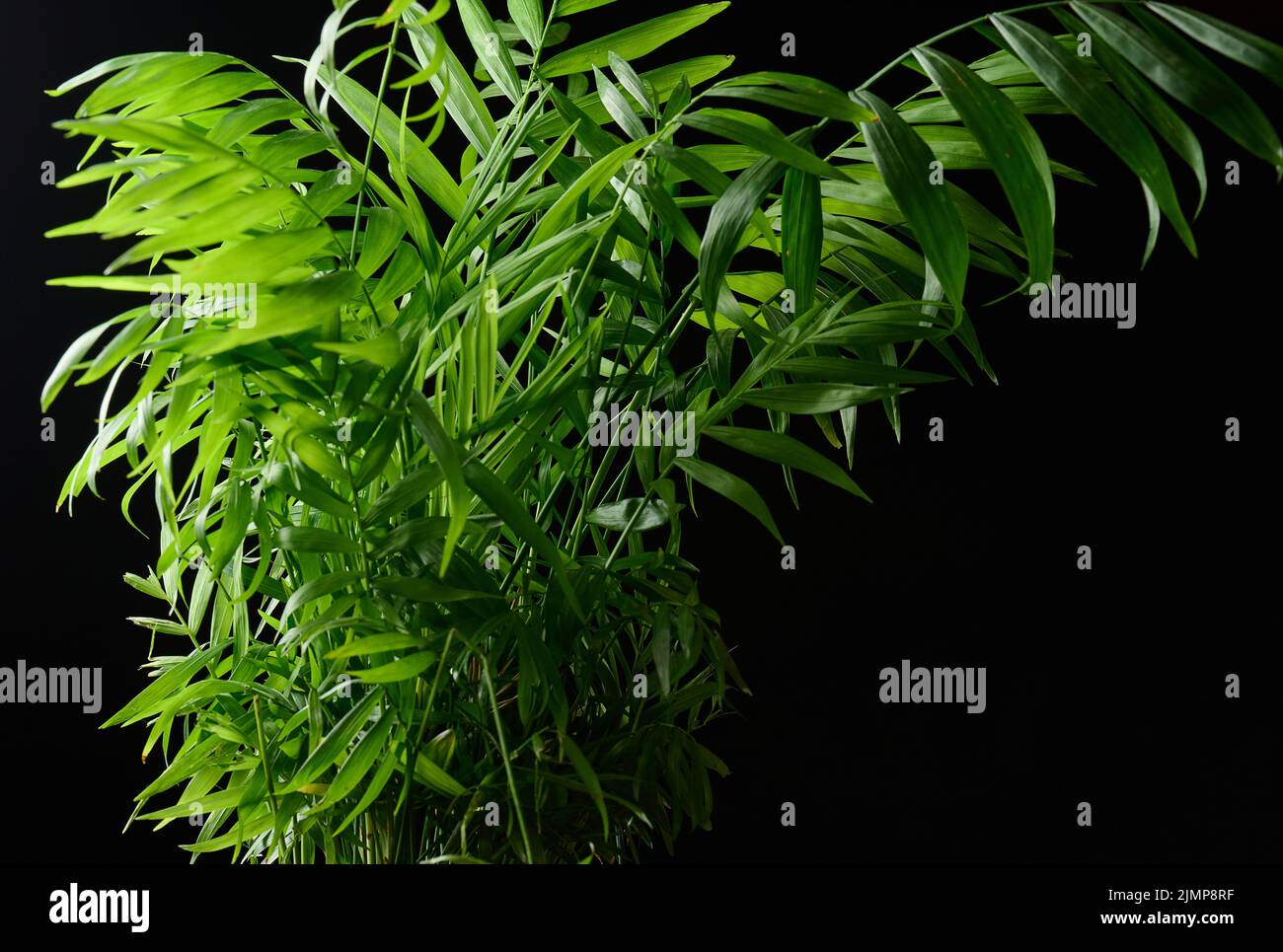 Growing palm tree bush in a pot on a black background Stock Photo