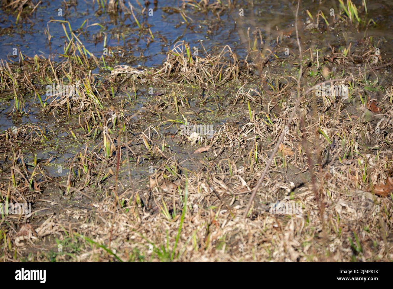 Brown and green dying grass in shallow swamp water Stock Photo Alamy