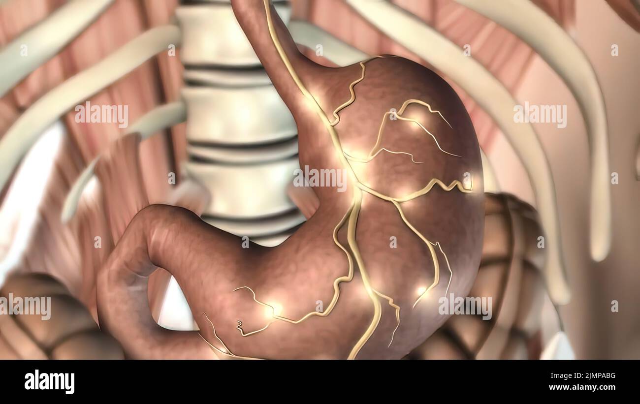 Digestive system enzymes hires stock photography and images Alamy