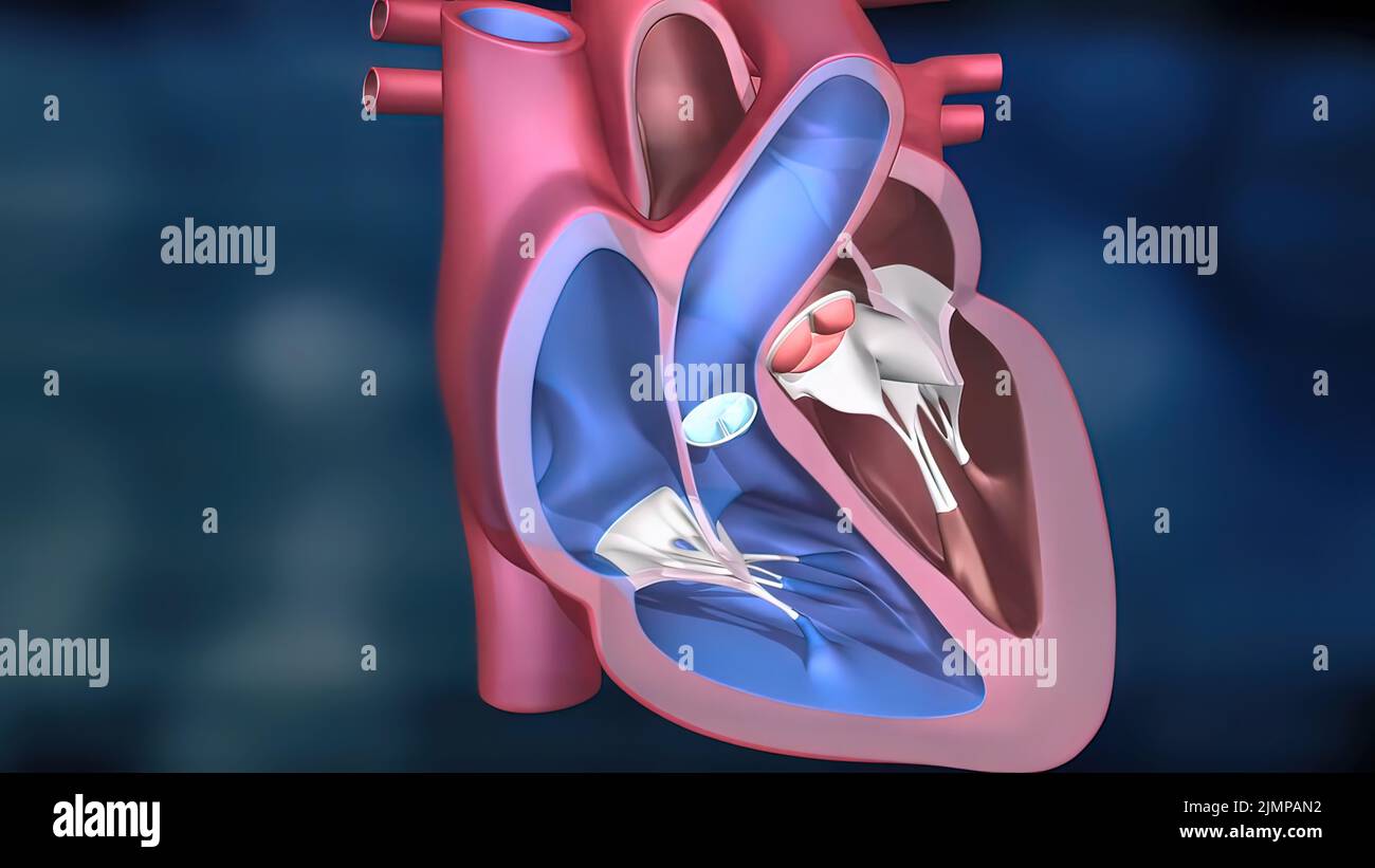 Body blood system hires stock photography and images Alamy