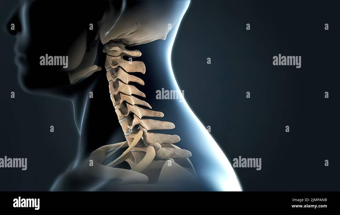 Cervical spine and nerves and vessels hi-res stock photography and ...
