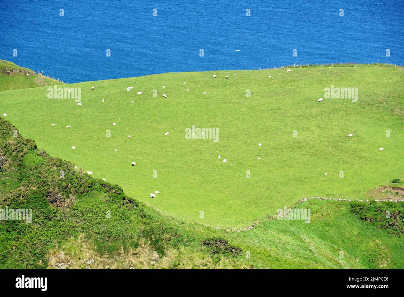 landscape, grazing sheep, Carrick-a-Rede Rope Bridge, Carraig a' Ráid,  County Antrim, Northern Ireland, Tuaisceart Éireann, United Kingdom, Europe Stock Photo