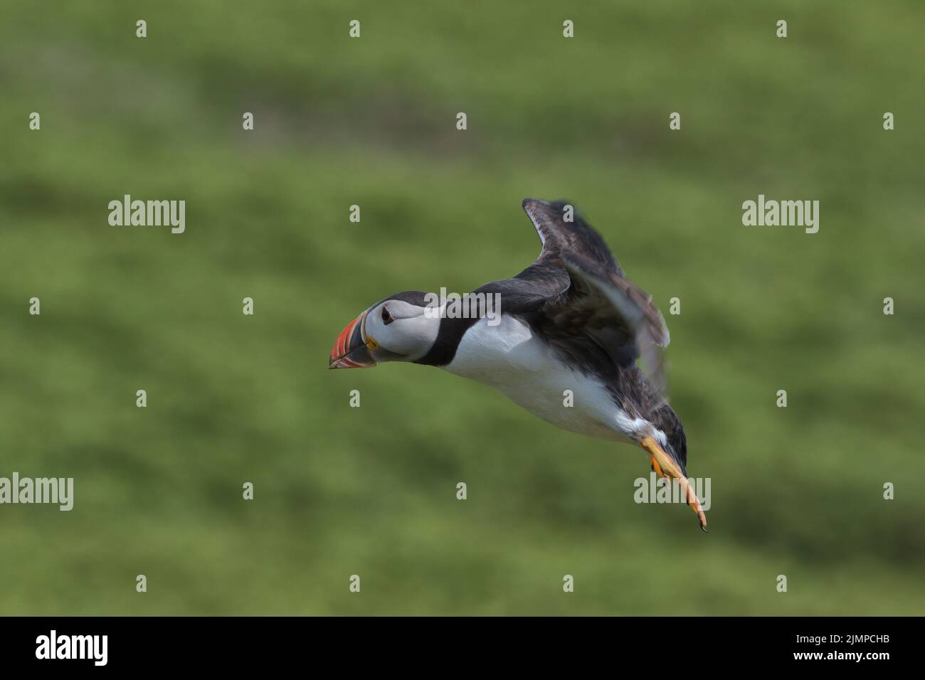 Atlantic Puffin in flight with a green background on Skomer island. Stock Photo