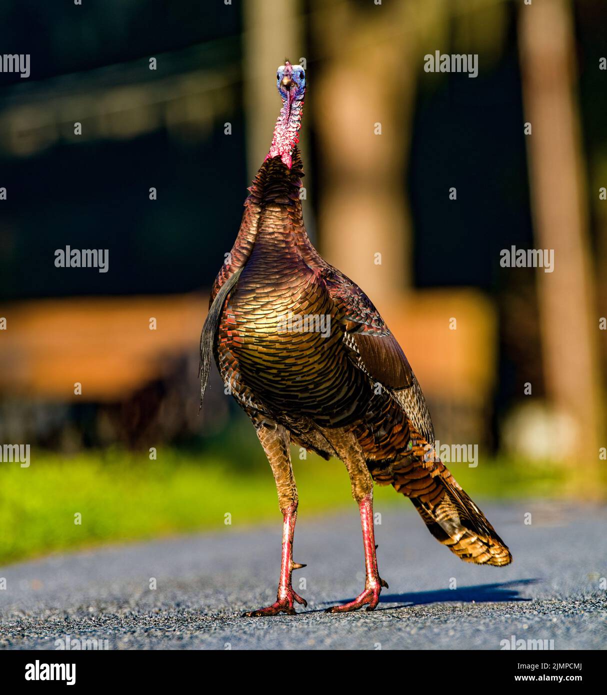 Adult tom turkey hires stock photography and images Alamy