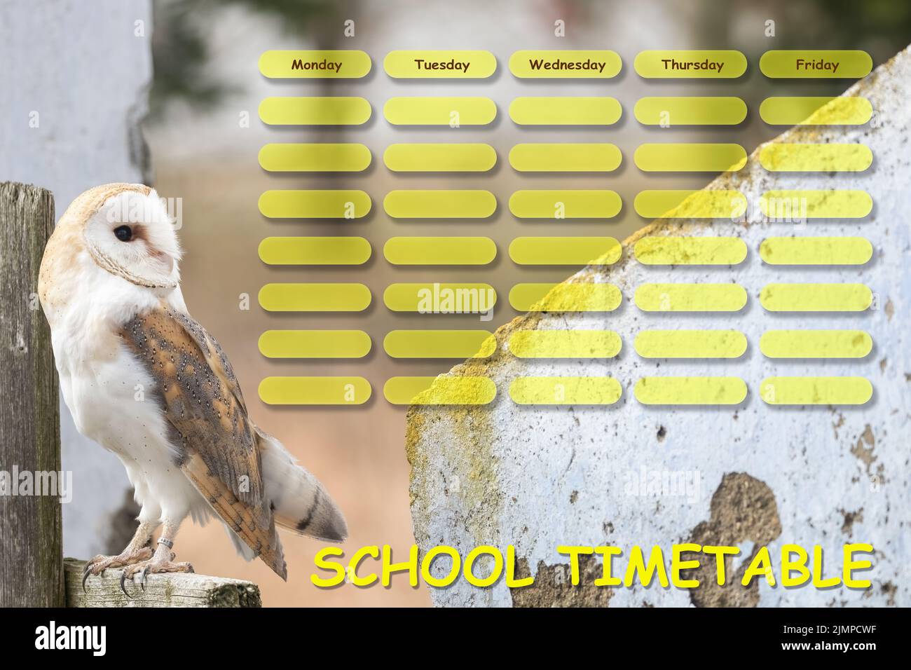 Portrait of bright form of barn owl posing on the fence and looking on school timetable. Stock Photo