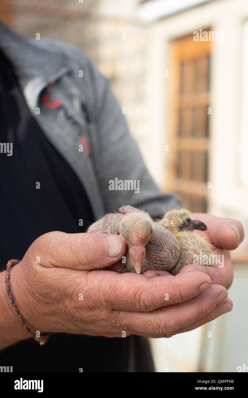 A pair of pigeon chick in fancier hand Stock Photo