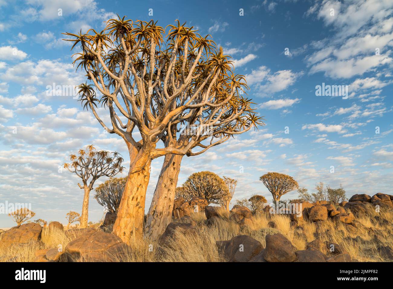 landscape of quiver trees growing among boulders on the ground, Namibia Stock Photo