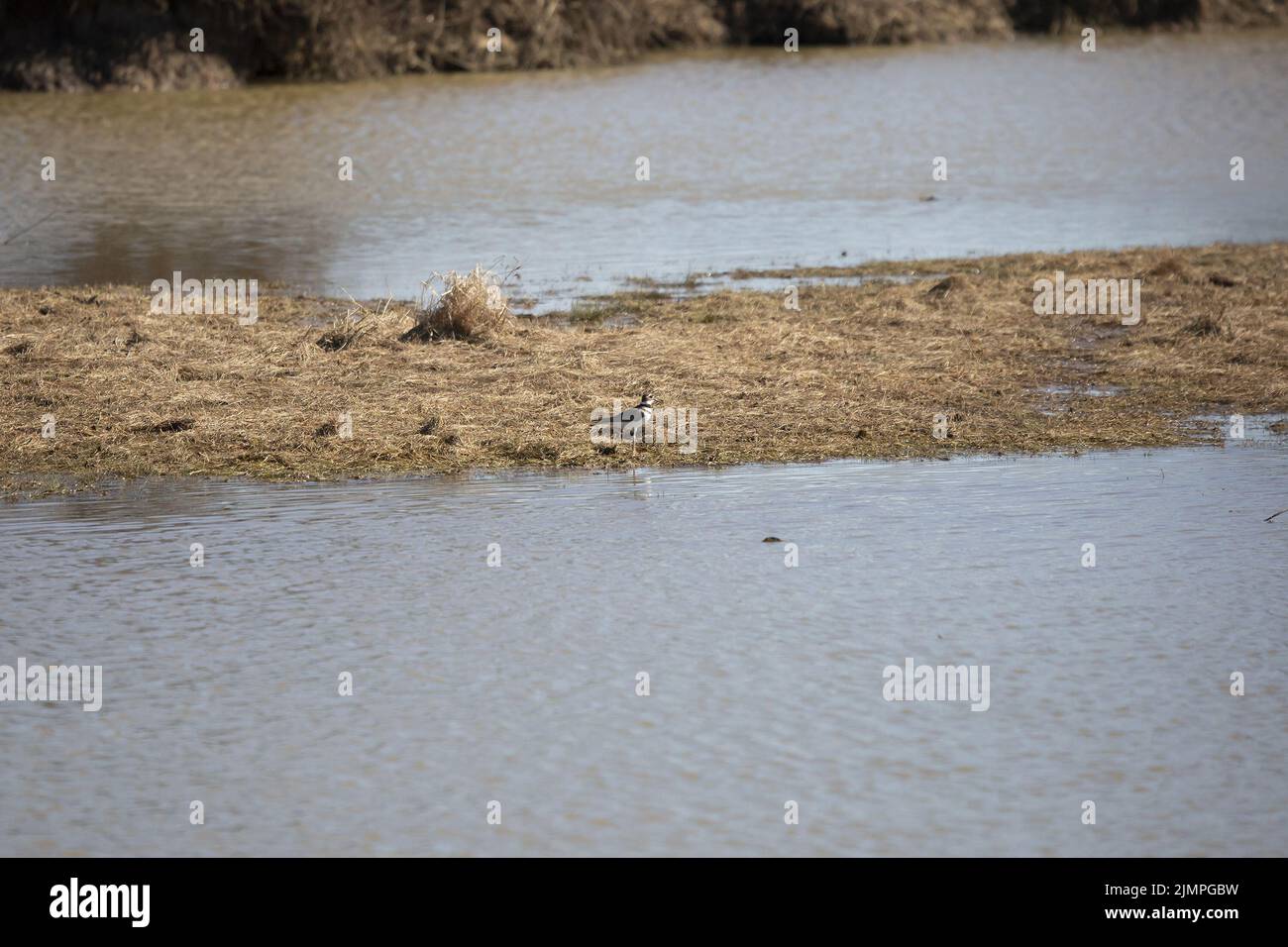 Killdeer (Charadrius vociferus) on a marshy strip of land in water Stock Photo
