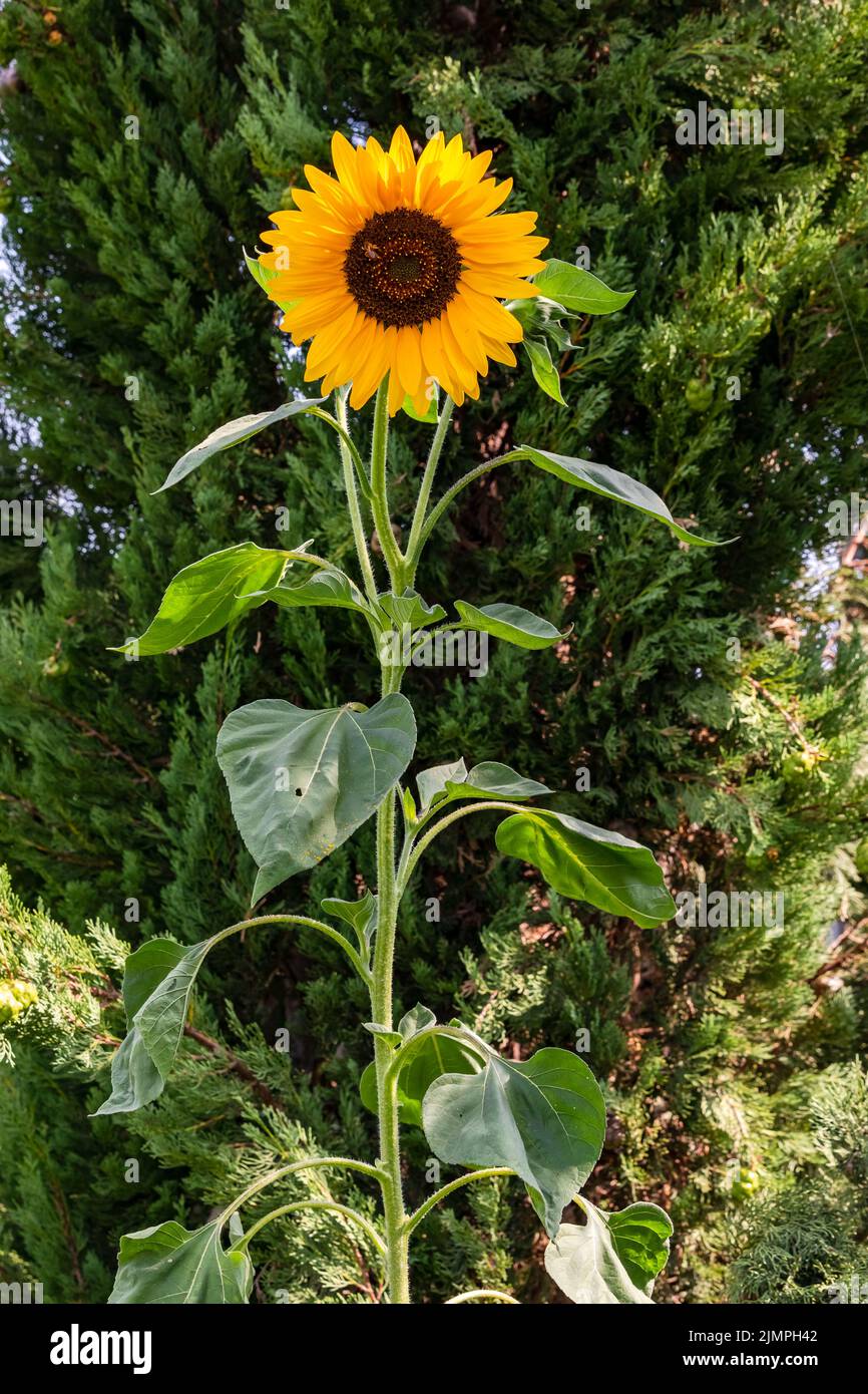 Beautiful sunflower in summer in the sun in front of green, Germany Stock Photo