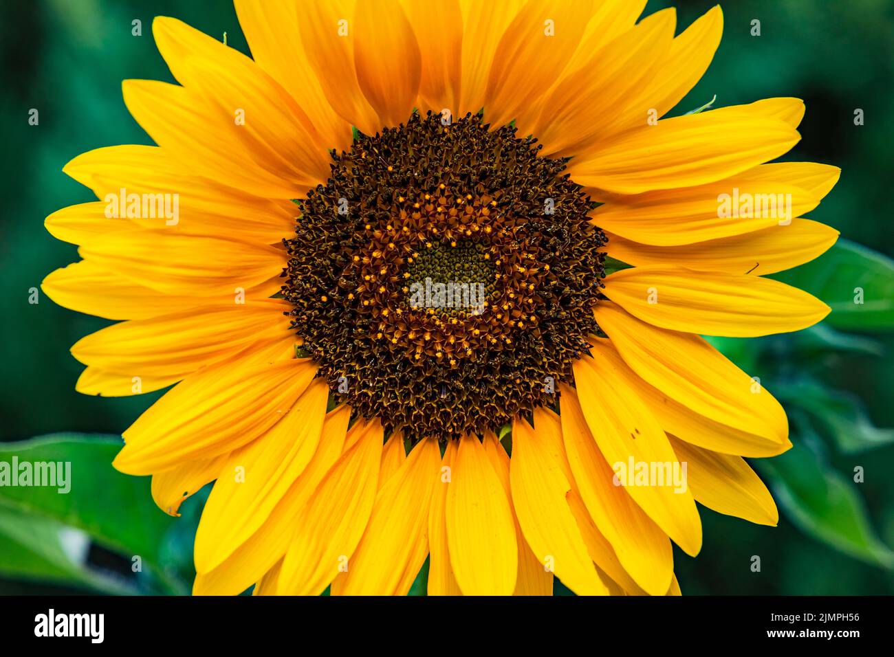 Horizontal macro shot of a large sunflower isolated against a green background Stock Photo