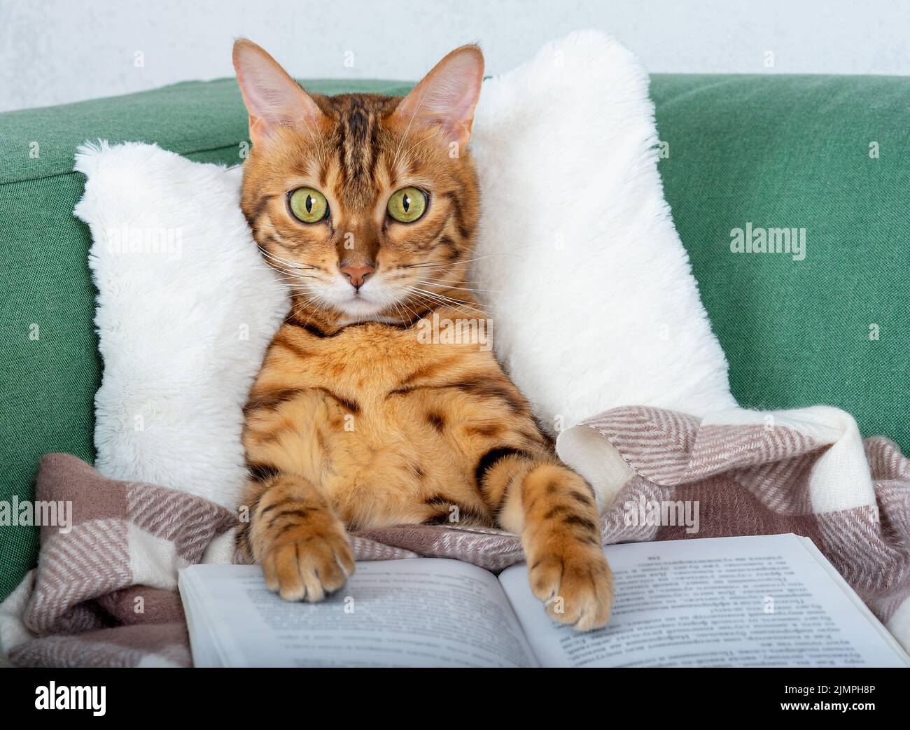 Domestic tabby cat on the couch with an open book Stock Photo Alamy